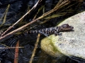 American Alligator