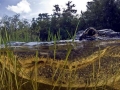 American Alligator