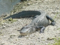 American Alligator