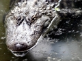 American Alligator