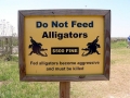 American Alligator