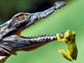 American Alligator
