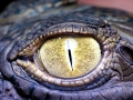 American Alligator