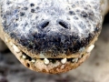 American Alligator
