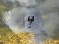 American Alligator