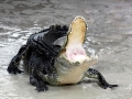 American Alligator