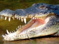 American Alligator