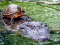 American Alligator