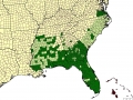American Alligator