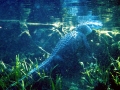 American Alligator