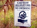 American Alligator