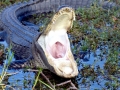 American Alligator