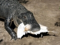 American Alligator