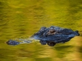 American Alligator