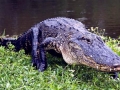 American Alligator