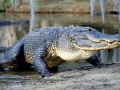 American Alligator