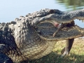 American Alligator