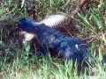 American Alligator