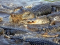 American Alligator