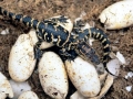 American Alligator