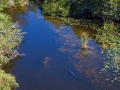 American Alligator