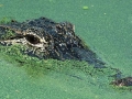 American Alligator