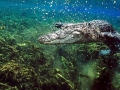 American Alligator