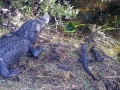 American Alligator