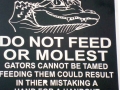 American Alligator