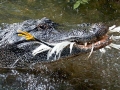 American Alligator