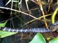 American Alligator