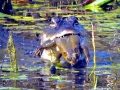 American Alligator