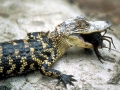 American Alligator