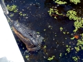 American Alligator
