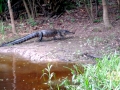 American Alligator