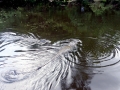 American Alligator