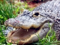 American Alligator