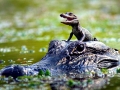 American Alligator