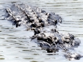 American Alligator