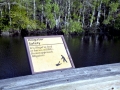 American Alligator
