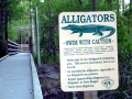 American Alligator
