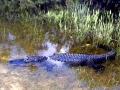 American Alligator