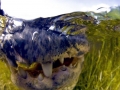 American Alligator
