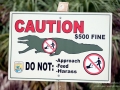 American Alligator