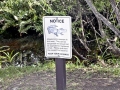 American Alligator