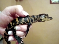 American Alligator