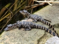 American Alligator