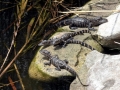 American Alligator