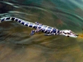 American Alligator