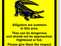American Alligator